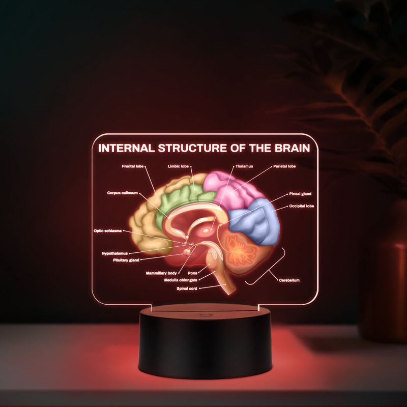 3D Illusion Internal Structure of The Brain LED Lamp, Anatomical Brain Model Night Light with Color Changing Black Base, Educational Medical Decor Science Student & Doctor Clinic Decor
